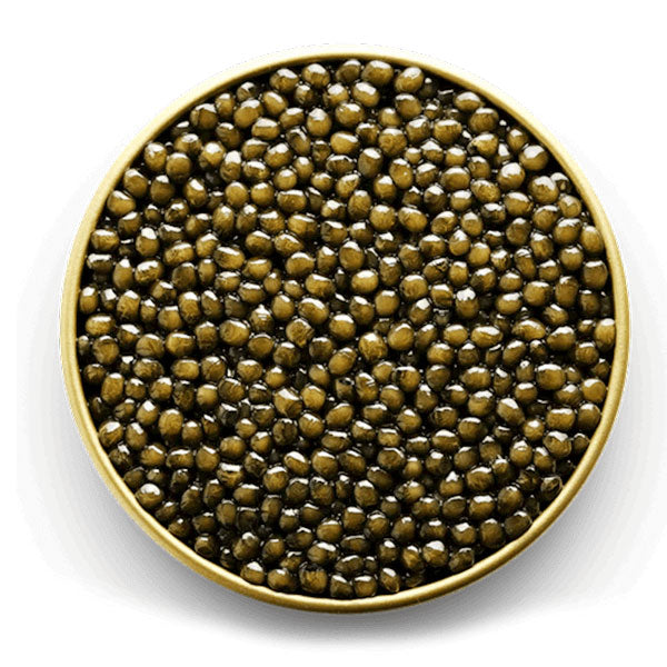 Black Caviar Golden Osetr – Tin – 8.82 oz (250gr)